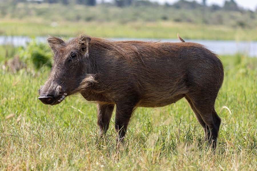 3-days safari from Dar-es-Salaam to Mikumi National Park - Day-2 Game Drive: The Part of the Trip That Makes Mikumi Worth It