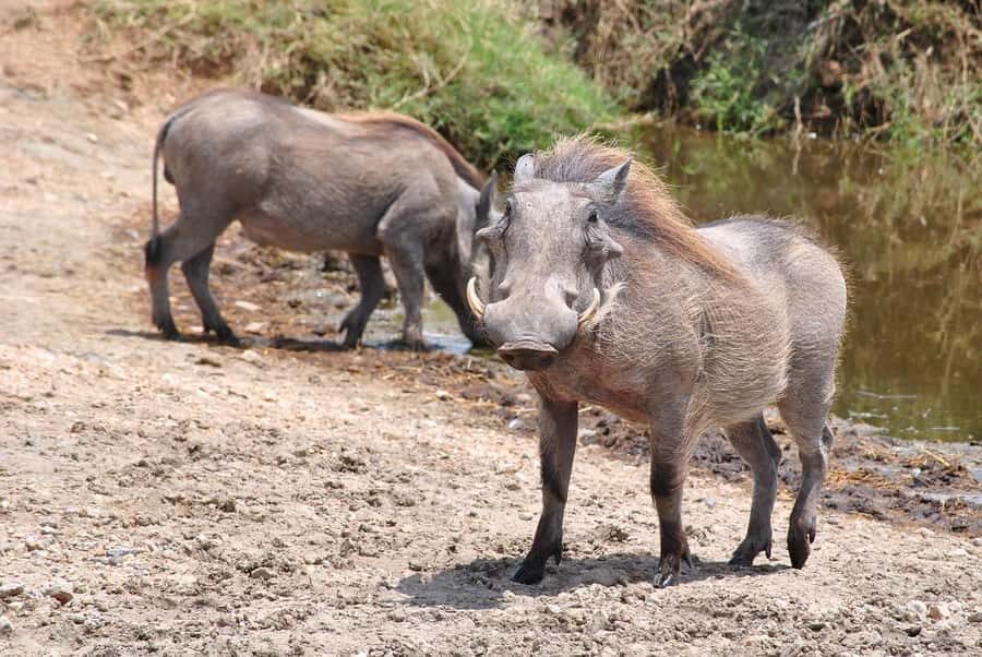 3-days safari from Dar-es-Salaam to Mikumi National Park - Fredy Safaris and the Guide Factor: Why Organization Shows Up in Real Life