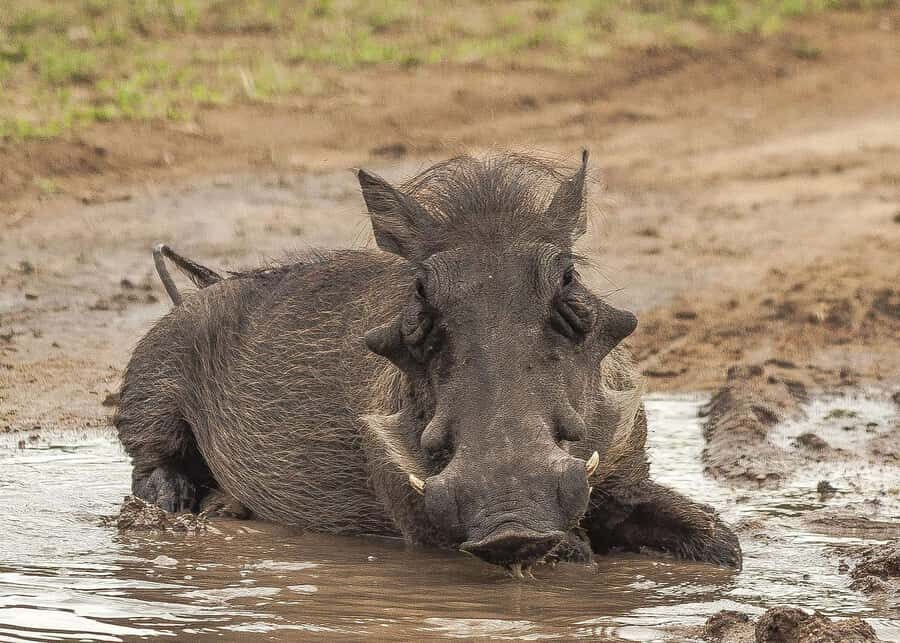 3-days safari from Dar-es-Salaam to Mikumi National Park - The Transfer From Dar es Salaam: Turning Highway Time Into Part of the Trip