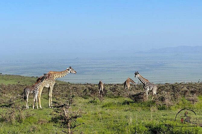 3 days safari in North- Ngorongoro, Tarangire, Mt. Oldeani - Ngorongoro Conservation Area vs. the Optional Crater Visit
