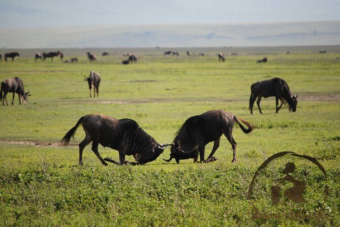 3 days safari in North- Ngorongoro, Tarangire, Mt. Oldeani - How Lake Eyasi Changes the Feel of Your Safari