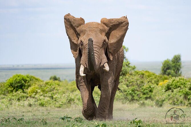 3 days safari in North- Ngorongoro, Tarangire, Mt. Oldeani - The Safari Vehicle and Guide: Where the Comfort Tradeoff Pays Off