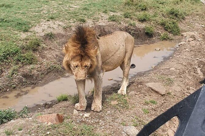3 days safari in North- Ngorongoro, Tarangire, Mt. Oldeani - Day 1 Starts With Olduvai Gorge Museum: Human Origins, Then Game Drive Country