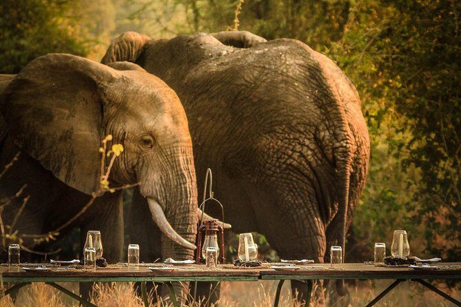 3 Days Safari - Mikumi National Park - Key Points Before You Go