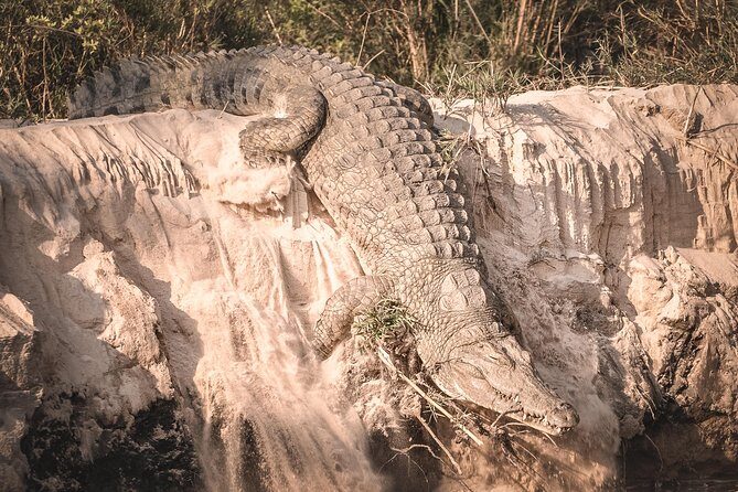 3 Days Safari - Mikumi National Park - Day 2 Full-Day Game Drive: The Best Day to Chase Lions (If They’re Around)