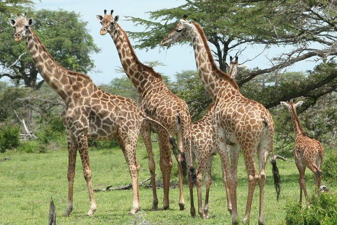 3 Days Safari - Mikumi National Park - Meals, Bottled Water, and What’s Actually Included