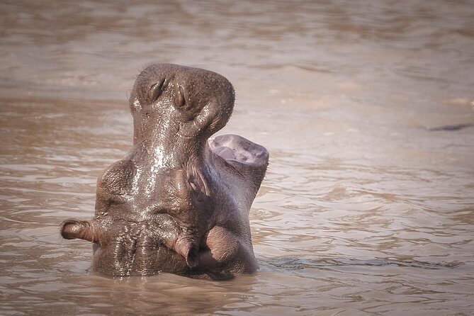3 Days Safari - Mikumi National Park - Guides and Service: What the Best Reviews Have in Common