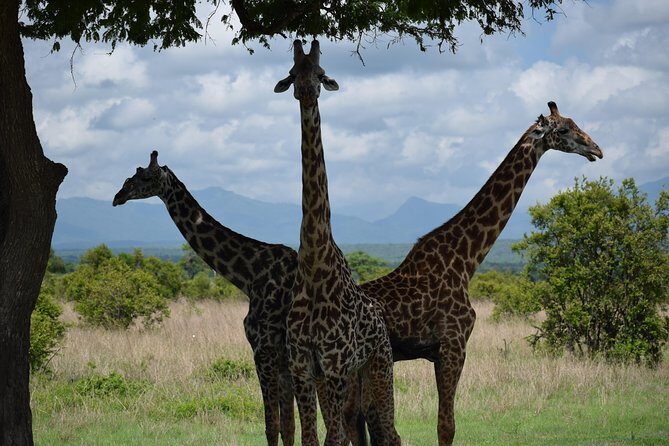 3 days safari to Mikumi and Udzungwa - Key Highlights You’ll Care About