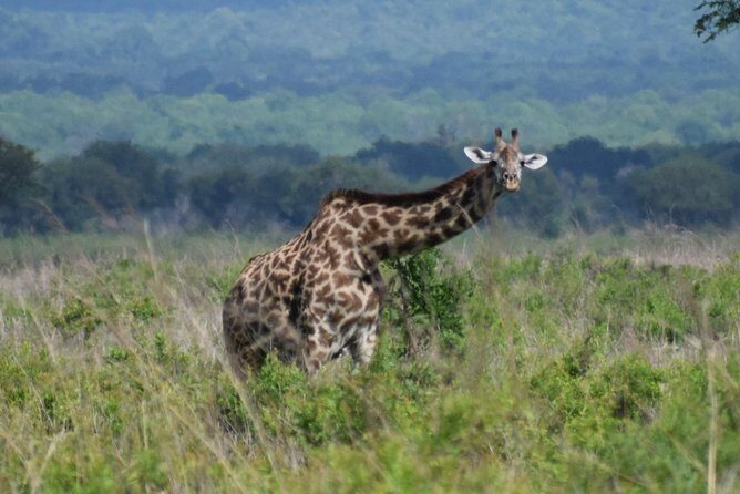 3 days safari to Mikumi and Udzungwa - Mikumi National Park game drives: miombo woodland and waterhole spotting