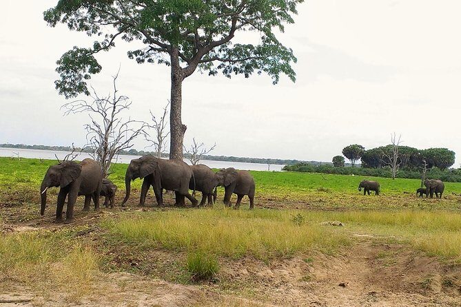 3 Days Safari to Nyerere National Park (Selous Game Reserve) - Key highlights worth your attention