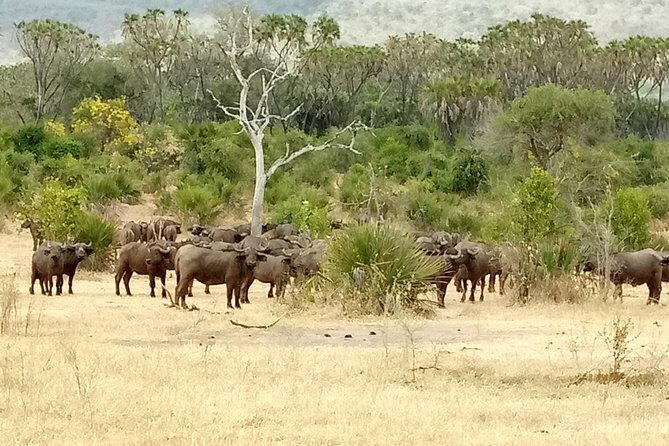 3 Days Safari to Nyerere National Park (Selous Game Reserve) - Why Nyerere (Selous) feels different from the usual Tanzania safari