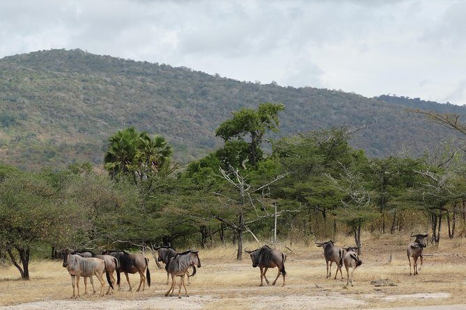 3 Days Safari to Nyerere National Park (Selous Game Reserve) - Day 2: Full-day open-roof 4WD game drive until sunset