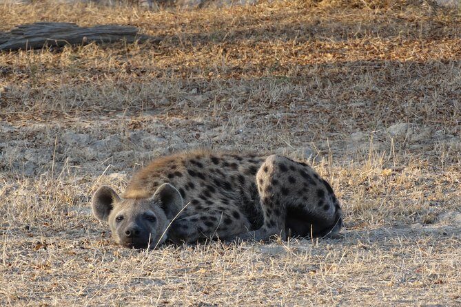 3 Days Safari to Nyerere National Park (Selous Game Reserve) - The walking safari component: quieter wildlife, closer attention