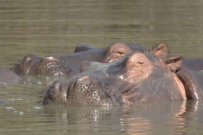3 Days Safari to Nyerere National Park (Selous Game Reserve) - Day 3: Back to Dar es Salaam and a smoother landing