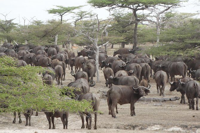 3 Days Safari to Nyerere National Park (Selous Game Reserve) - Lodge life and meals: what “mid-range” looks like in practice