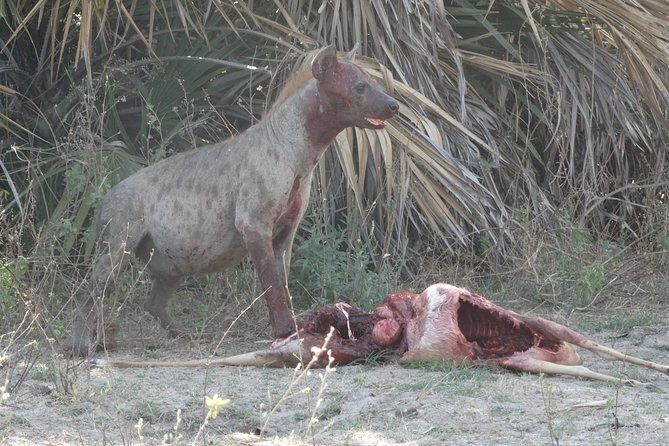 3 Days Safari to Nyerere National Park (Selous Game Reserve) - The guides: why names keep showing up for a reason