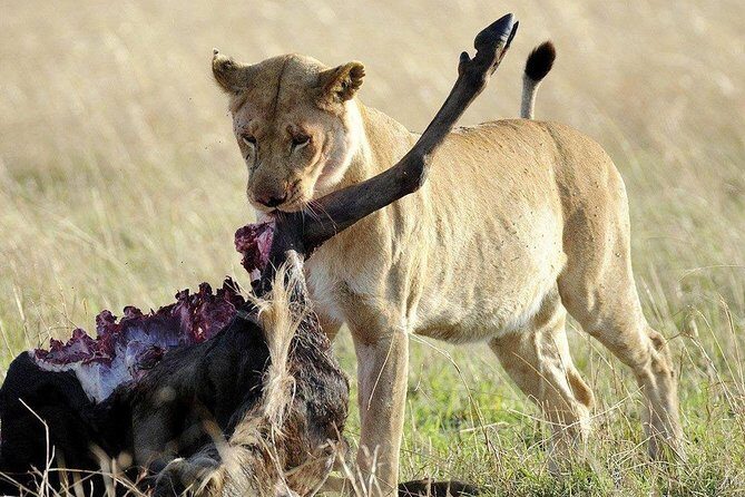3 days safari to selous game reserve - Day 2: Full-Day Game Viewing with River-Bank Wildlife