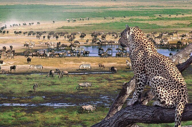 3 days Safari to Tarangire, Ngorongoro and Manyara from Zanzibar - Tarangire National Park: Elephants, Afternoon Light, and an Inside-Base Camp Feel
