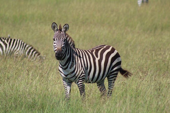 3 Days Safari Tour in Lake Manyara and Ngorngoro - Why this Lake Manyara + Ngorongoro combo works