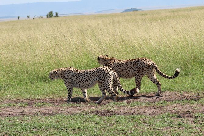 3 Days Safari Tour in Lake Manyara and Ngorngoro - Getting your money’s worth: price and what’s actually included