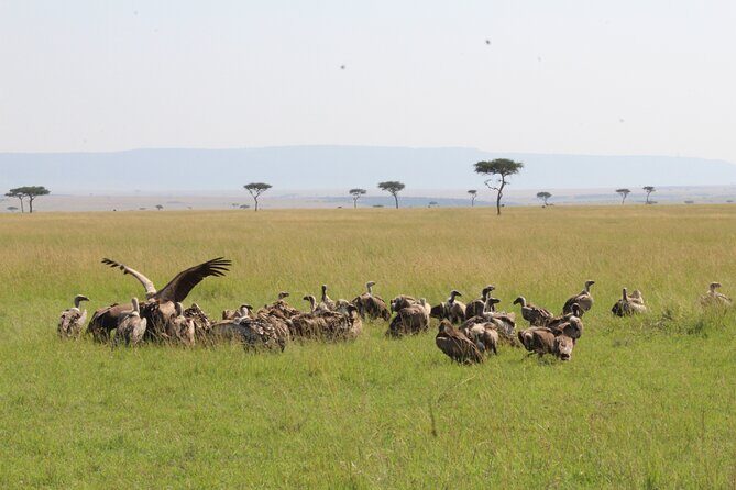 3 Days Safari Tour in Lake Manyara and Ngorngoro - Who this safari is best for (and who should rethink it)