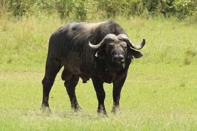 3 Days Safari Tour in Lake Manyara and Ngorngoro - Day 1: Lake Manyara National Park, then Karatu for dinner