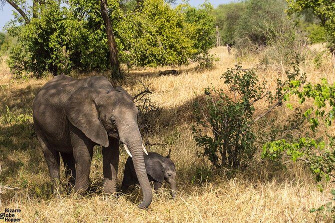 3 Days Selous Game Reserve Fly From Zanzibar - A Fly-In Safari That Starts Early in Zanzibar