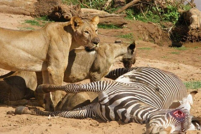 3 Days Selous Game Reserve Fly From Zanzibar - Day 1 Fly-In Arrival and That First Game Drive After Dark