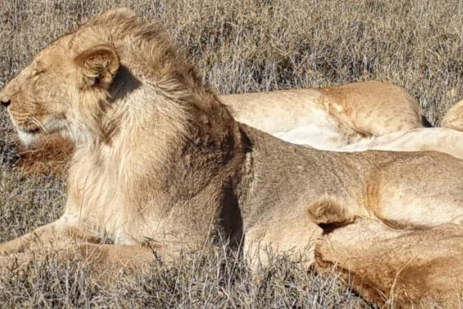 3 Days Selous Game Reserve Fly From Zanzibar - Day 3 Rufiji River Time: Boat Drive or a Ranger-Led Walk