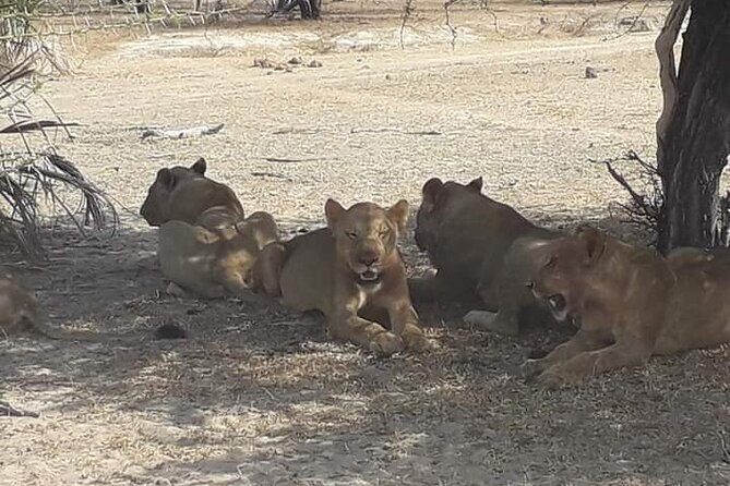 3 Days Selous Game Reserve Fly From Zanzibar - Tented Camp Comfort and the Part Meals Play in Value