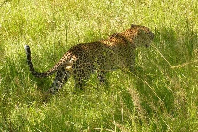 3 Days Selous Game Reserve Fly From Zanzibar - Price and Logistics: Is $1,250.88 Good Value?