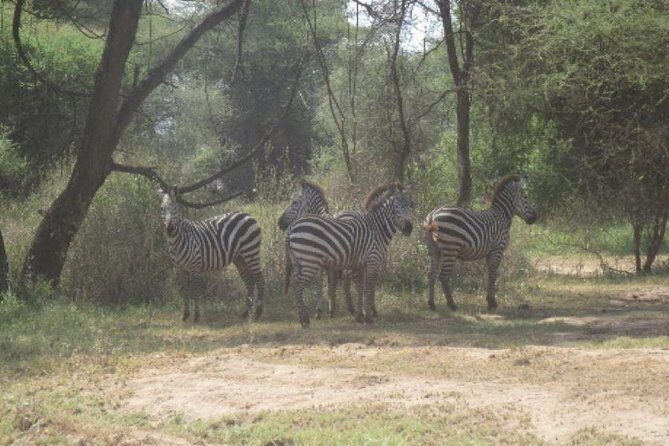 3 Days Selous Game Reserve Fly From Zanzibar - A Note on Trust: One Critical Review to Take Seriously