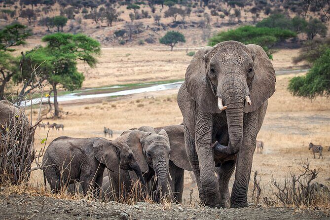 3 Days Serengeti and Ngorongoro Crater Safari from Mwanza to Arusha - Hhando Coffee Lodge: Highlands Comfort After a Long Crater Day