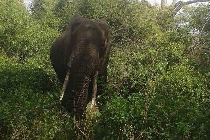 3 Days Serengeti National Park from Zanzibar - Why a Serengeti Safari Starts in Zanzibar