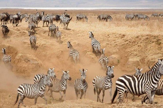 3 Days Serengeti National Park from Zanzibar - Day 1: Zanzibar-to-Serengeti flight, then game drive on arrival