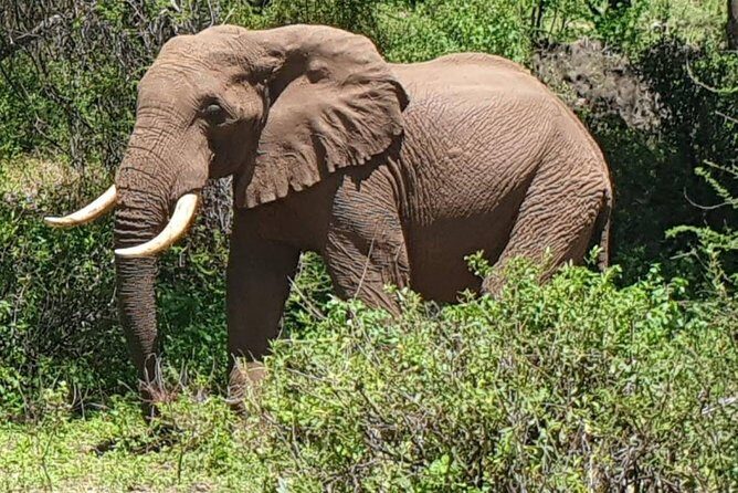 3 Days Serengeti National Park from Zanzibar - Where you’ll base yourself: Central Serengeti around Dunia Camp
