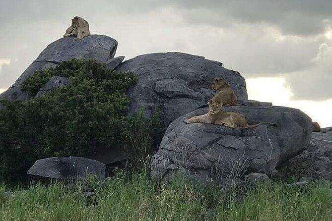 3 Days Serengeti National Park from Zanzibar - Jeep comfort, long drives, and how to enjoy every hour