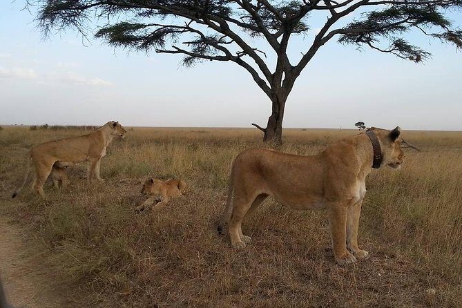 3 Days Serengeti National Park from Zanzibar - Price and value: what $2,395.95 is really buying