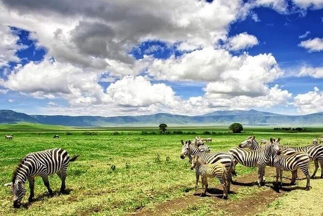 3 Days Serengeti National Park from Zanzibar - Day 3: Morning game drive, then head back to Zanzibar