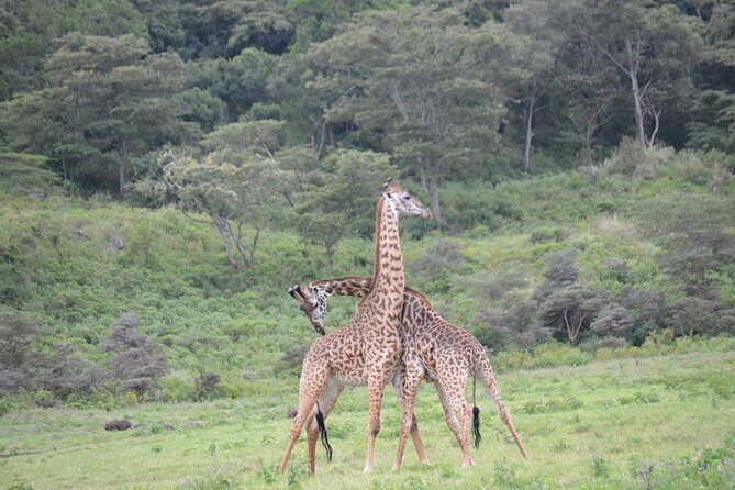 3 Days Serengeti & Ngorongoro Crater group safari - Day 1: Arusha to Serengeti with a quick crater-area viewpoint and Maasai culture option