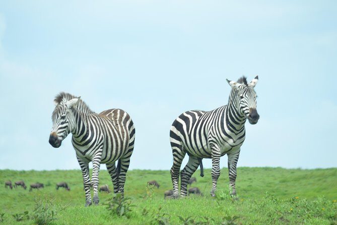 3 Days Serengeti & Ngorongoro Crater group safari - Day 3: Ngorongoro descent, black rhino odds, and a full crater day