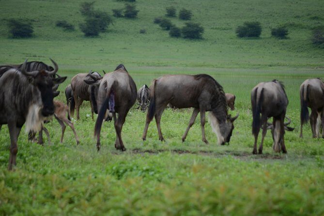 3 Days Serengeti & Ngorongoro Crater group safari - Day 2: early Serengeti game drive, lunch reset, then Simba campsite near the rim