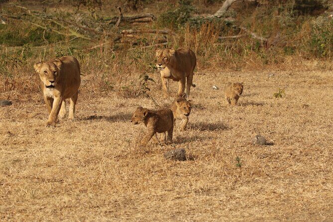 3 Days Serengeti & Ngorongoro Group Camping Safari - Key highlights worth caring about