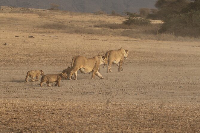 3 Days Serengeti & Ngorongoro Group Camping Safari - Serengeti to Ngorongoro: why this 3-day format works