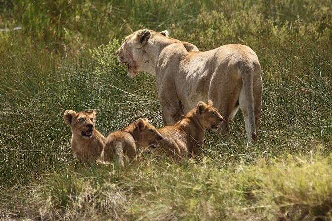 3 Days Serengeti & Ngorongoro Group Camping Safari - Day 2: Serengeti sunrise drive, then the move toward Ngorongoro