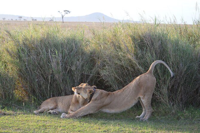 3 Days Serengeti & Ngorongoro Group Camping Safari - Price and value: is $900 per person a fair deal?