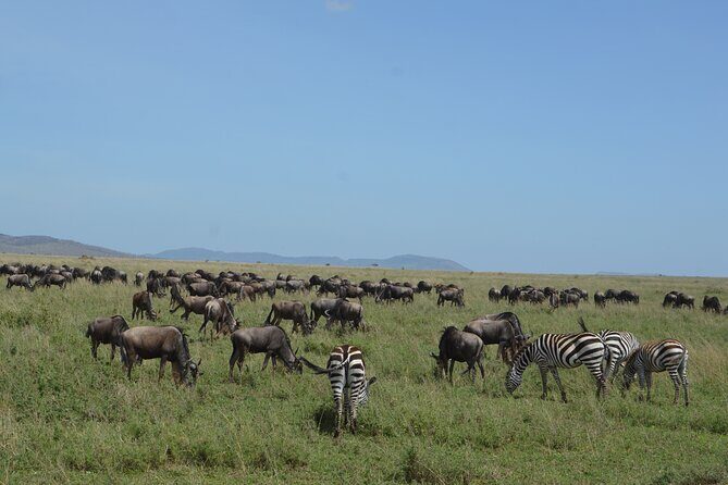 3 Days Serengeti & Ngorongoro Group Camping Safari - Packing like a pro: neutral colors, 10kg limits, and binocular reality