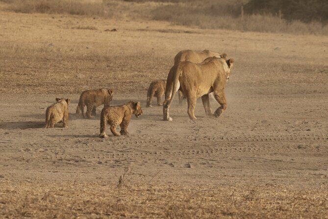 3 Days Serengeti & Ngorongoro Group Camping Safari - Price and Value: Is $815 Worth It for Serengeti + Ngorongoro?