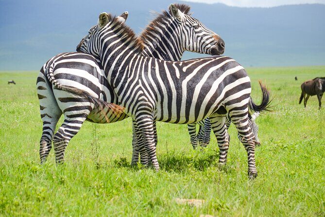 3 Days Serengeti & Ngorongoro Lodge Safari - Why the Serengeti and Ngorongoro combo really works in 3 days