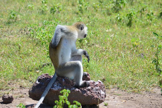 3 Days Serengeti & Ngorongoro Lodge Safari - Arusha pickup and the driving reality you should plan for